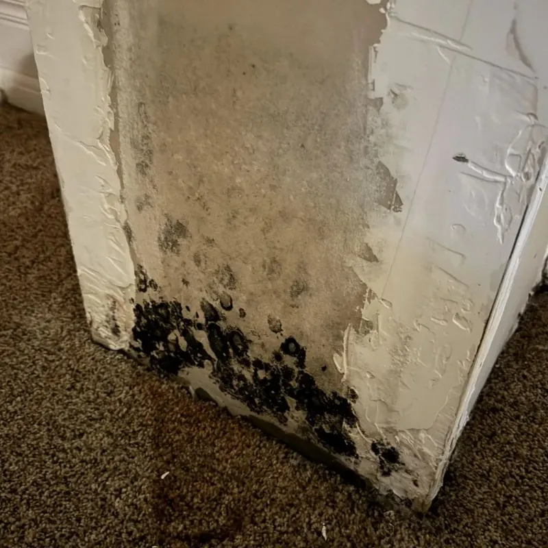 Professional Mold Removal in Buffalo, NY